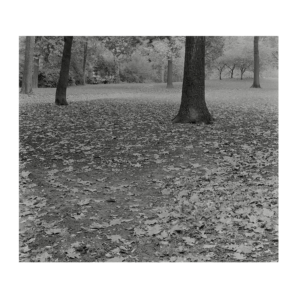 Compressed Landscapes